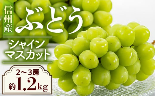 【2026年発送先行予約】ぶどう　シャインマスカット 約1.2kg(2～3房)　※2026年9月下旬～10月中旬発送予定※　農家直送