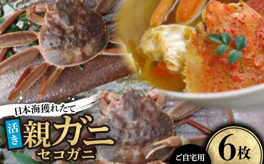 【先行予約】【活き】日本海獲れたて親ガニ(セコガニ)6枚　※11月中旬から順次発送【配送不可地域：離島・北海道・沖縄県】