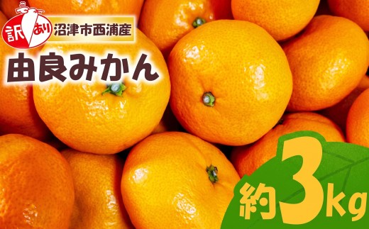 【予約受付】訳あり 由良 みかん 3kg 産地直送 柑橘 フルーツ 果物 蜜柑 時期 旬 季節限定 西浦 おいしい 丸榮 国産 静岡 沼津 ご家庭用