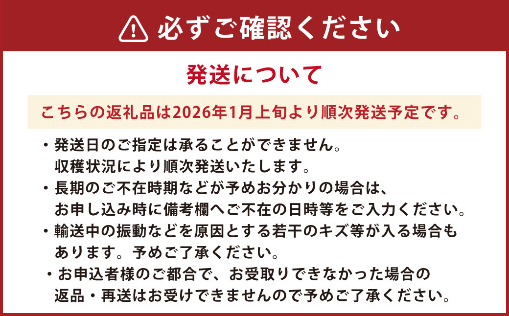 朝摘み当日発送！熊本県産いちご(ゆうべに) 約1000g (250g×4パック）