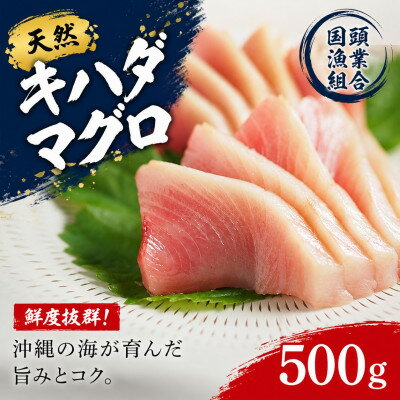 【ふるさと納税】【国頭漁業協同組合直送】天然キハダマグロ 500g【配送不可地域：離島】【1579280】