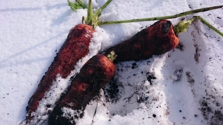 ファームかずとの雪下にんじん（8㎏）