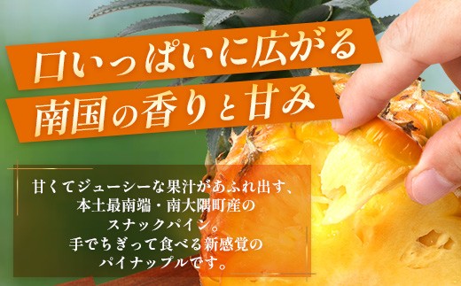 【2027年先行予約・数量限定】パイナップル/ボゴール種 (約800g×4玉)  DS-4｜鹿児島県 南大隅町