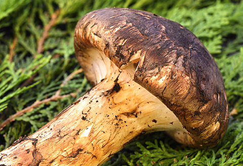 F-766 益田産まつたけ 500g