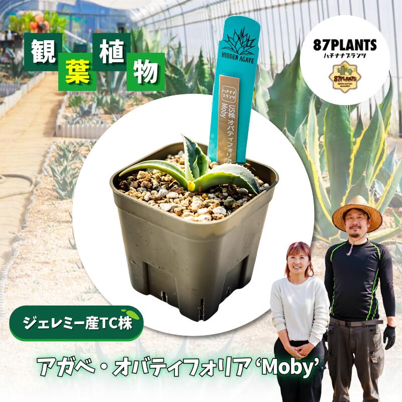 【ふるさと納税】 ガーデニング 多肉植物 アガベ オバティフォリア Moby 園芸 花 フラワー 観葉植物 hidden agave ジェレミー産 TC株 茨城県 鹿嶋市