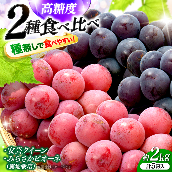 【2026年先行予約】みらさかピオーネ2房＆安芸クイーン3房 計2kg 5房入 （露地栽培） ＜8月下旬頃から順次発送＞ フルーツ ギフト ピオーネ ぶどう 果物 三次市/みらさかピオーネ直売所 [APBE005]
