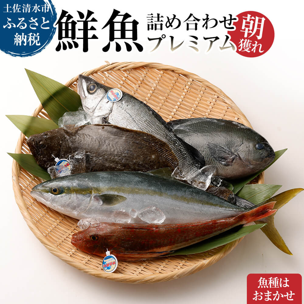 
旬の朝獲れ鮮魚詰め合わせ（プレミアム）【以布利定置網　漁師直送】朝獲れ 旬 鮮魚 魚介 海鮮 魚 さかな せんぎょ 鮮魚セット 詰め合わせ おまかせ お任せ【S00819】
