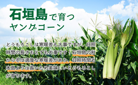 【先行予約2025年12月-2026年4月】 1番遅くて1番早い_ 朝採れプレミアムヤングコーンを皮付きのまま20本お届け!!