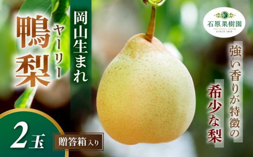 梨 ヤーリー梨 鴨梨 先行予約 2玉 贈答箱 赤秀 岡山県産 | ヤーリー梨 鴨梨 梨 特選品 上級品 贈り物 御歳暮 果物 くだもの フルーツ 石原果樹園 【ishk014-01】