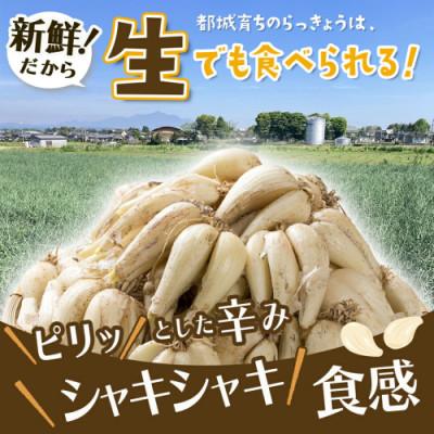 ふるさと納税 都城市 【先行受付】2026年5月下旬以降発送 宮崎県都城市産 土付きらっきょう 5kg |  | 02