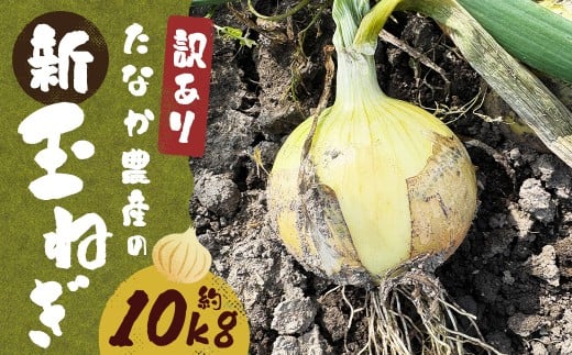 【先行予約】 【訳あり】 たなか農産の柳川産 新玉ねぎ 約10kg 【2026年4月上旬～6月下旬迄順次発送予定】 訳アリ 理由あり わけあり 新玉葱 玉葱 玉ねぎ たまねぎ 野菜 春限定 国産 九州 福岡県 柳川市 常温