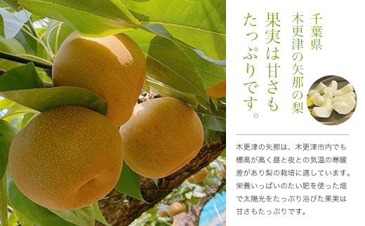 【先行予約】木更津市産　矢那の梨【幸水】〈安西梨園〉 KCO001