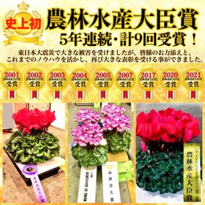 ふるさと納税 南相馬市 アジサイ おまかせ 鉢花 鉢植え  花 ギフト 根本園芸 【10038】 |  | 02