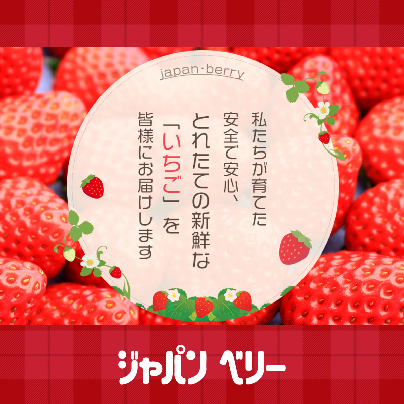 【先行予約 2025年11月より順次発送】 フレッシュ いちご 1kg 以上 おまかせ 数量限定 苺 年内配送 産地 直送 イチゴ 紅ほっぺ きらぴ香 かおり野 フルーツ 果物 国産 ジャパンベリー 