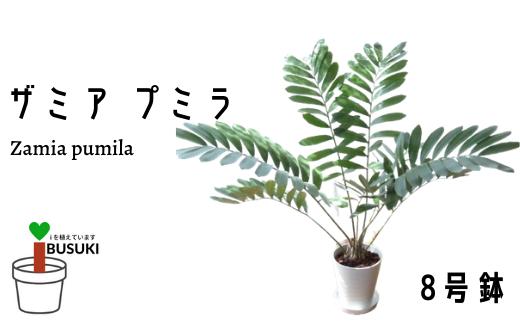 2026年5月中旬～発送【観葉植物】 ザミア ・ プミラ80cm～100cm ホワイト鉢(専用受け皿付き)(T&P/035-1351) 観葉 植物 インテリア 鉢植え 鉢植 グリーン  ザミア ・ プミラ 自然 ナチュラル 美しい 清涼感 園芸 室内 オフィス リラックス おしゃれ 鹿児島 指宿 いぶすき インテリアグリーン【配送不可地域：北海道・沖縄県・離島】