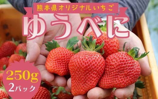 
            FKP9-672 【先行予約】球磨村産いちご/ゆうべに 1箱（250ｇ×2パック）
          