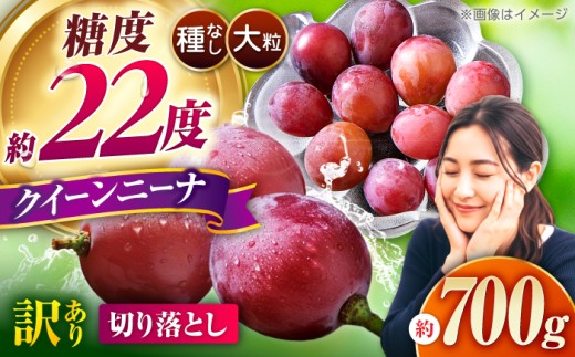 【2027年発送先行予約】訳あり クイーンニーナ ぶどう 切り落とし 約700g 【合同会社 社方園】ブドウ 葡萄 フルーツ 果物 お取り寄せ 熊本県産 大粒 山鹿 国産  1万円以下 10000円以下 [ZBZ039]