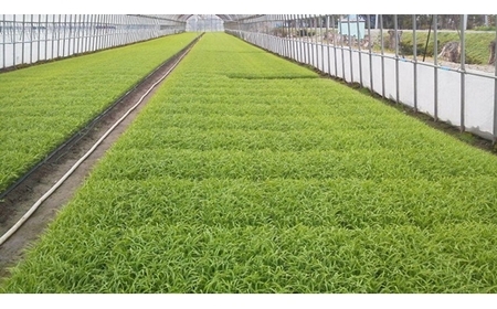 【令和5年産】北海道岩見沢産くすのきファームのたべくらべ玄米2種セット（ゆめぴりか・ななつぼし　各5Kg　計10Kg）【34142】