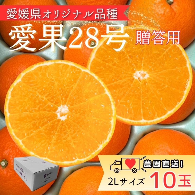 みかん 愛果28号 2Lサイズ 10玉 贈答用 紅まどんなと同一品種 農園直送 先行予約 【2026年11月中旬から順次発送予定】 愛媛 数量限定 愛媛県産 人気 柑橘 伊予市｜ B532
