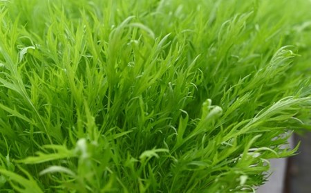 水耕 栽培 新鮮 葉物 野菜 Cセット GreensFarm ホタル サラダ 和え物 M10S101【2026年11月上旬～2027年6月上旬発送予定】