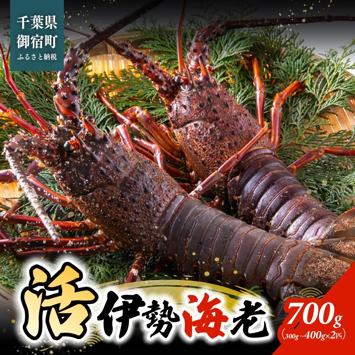 活伊勢海老700ｇ（300～400ｇ×2匹）  ONJB044