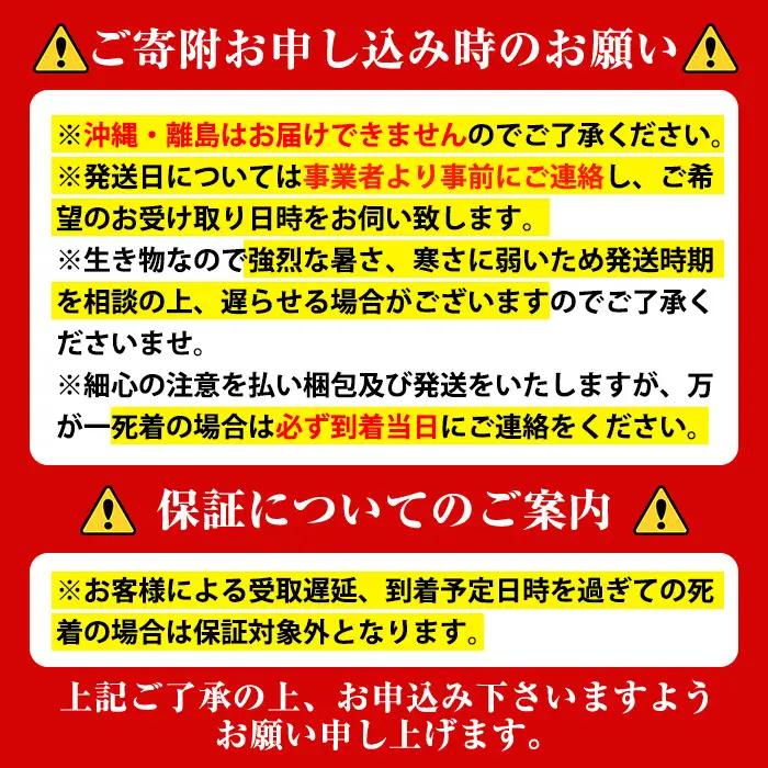 【A76002】ニジイロクワガタ 成虫ペア オス(45mm以上) メス(フリーサイズ) 鹿児島 クワガタ 虹色 雄 オス 昆虫 虫 むし 成虫 生体 飼育 生き物 生物【ビートル倶楽部】