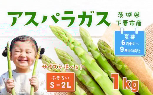 朝採りアスパラガス 1kg S～2Lサイズ(ふぞろい) ハウス栽培 夏芽 26年6月下旬～9月発送 【 先行予約 グリーンアスパラ 野菜 サラダ 農家直送 産地直送 訳あり 不揃い ふぞろい 】