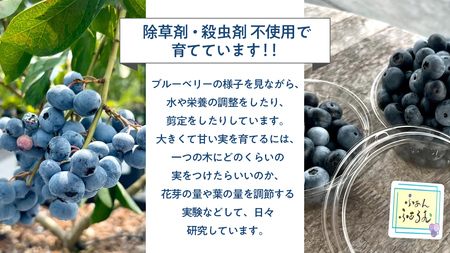 【2025年7月中旬から発送開始】 茨城県産 冷凍 ブルーベリー 合計 500g (250g×2袋) 多品種 果実 果物 くだもの フルーツ おやつ ブルーベリー ベリー ジャム 小分け[DZ003s
