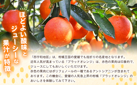 ＜愛媛県西予市産 ブラッドオレンジ 家庭用 約3.2kg＞ 愛媛県産 西宇和 家庭用 不揃い 果物 フルーツ 柑橘 ぶらっどおれんじ オレンジ みかん ミカン 蜜柑 訳あり ワケアリ 国産 小林果園 