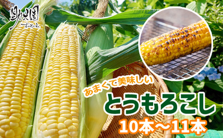 【2025年7月下旬発送開始】 甘い 朝採り とうもろこし 10本 ～ 11本 【助六園】／ トウモロコシ コーン 一番果 新鮮 野菜 夏 夏野菜 旬 旬野菜 美味しい ゴールドラッシュ ミルキーシュガー 産地直送 農家直送 数量限定 期間限定 おすすめ