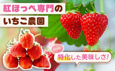 【2026年1月以降順次発送】先行予約 果物 【冷蔵】 こだわりの紅ほっぺ 280g 4パック 広島県福山市/立花いちご農園 いちご 苺 イチゴ 紅ほっぺ フルーツ 産地直送 [BAFN001]