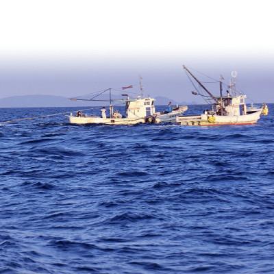 ふるさと納税 杵築市 国産添加物不使用!別府湾かちえび4パック |  | 03