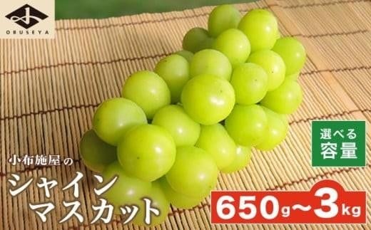 
            シャインマスカット 約650g 約1.1kg 約1.4kg 約2kg 約3kg 選べる内容量 ［小布施屋］ フルーツ 果物 くだもの ぶどう 葡萄 ブドウ 数量限定 クール便配送 長野県産 産地直送 先行予約 送料無料 2026 2026年発送 令和8年産 【2026年9月下旬～11月上旬発送】
          