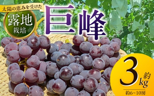 【8月中旬より順次発送】池尻農園 露地巨峰6房～10房 約3kg _ 池尻農園 巨峰 露地栽培 約 3kg 6房 ～ 10房 福岡県産 芳醇な香り 深いコク フルーツ 果物 ぶどう 旬 先行予約 産地直送 旬の味覚 贈り物 福岡県 久留米市 送料無料 _ Fg019-02