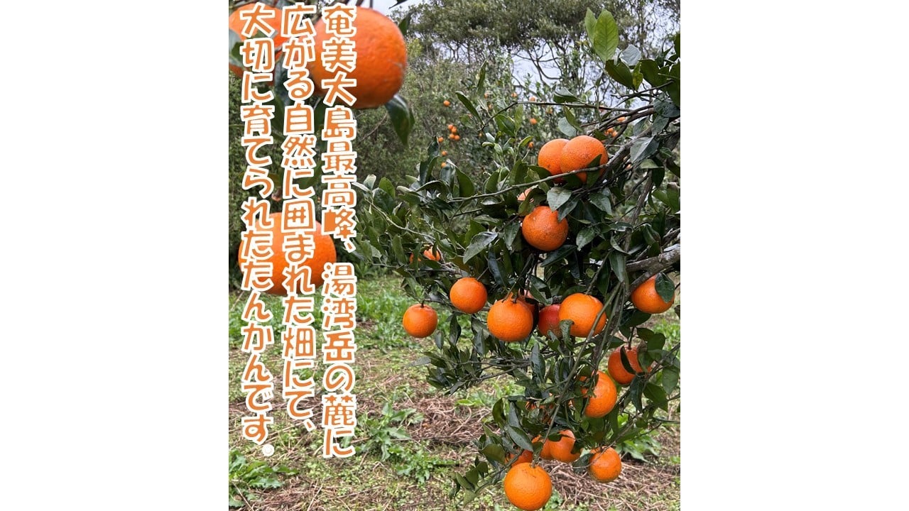 奄美大島最高峰、湯湾岳の麓に広がる自然に囲まれた畑にて、大切に育てられた たんかんです。