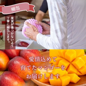 s224 ≪期間・数量限定≫完熟マンゴー月姫(計1kg以上・2個入)鹿児島県さつま町で大切に育てたマンゴーを丁寧に梱包してお届け！化粧箱入りなのでご贈答にも！【ジャパン・アグリ・ビジネス】