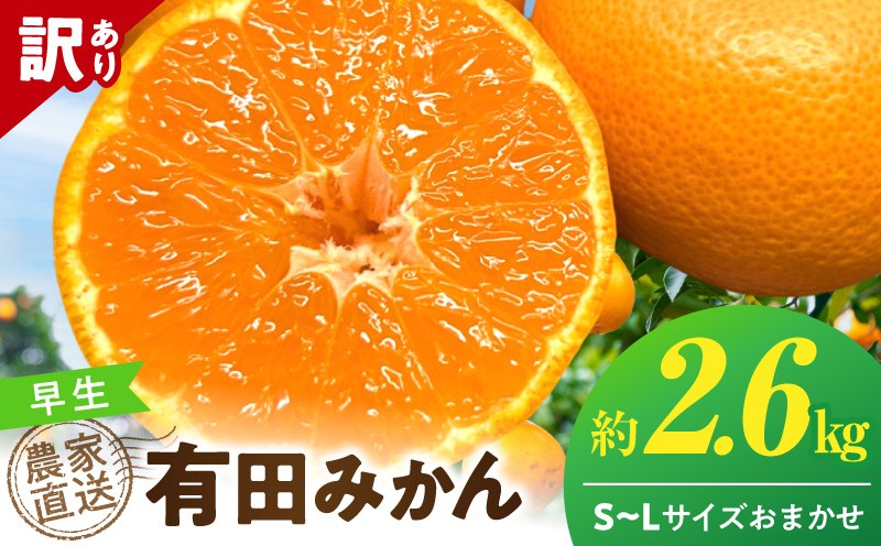 
                  【2026年先行予約】 【数量限定】 有田みかん 早生 約 2.6kg 訳あり 12月発送 早川早生 温州 甘み みかん 柑橘 フルーツ デザート 果実 果汁豊富 農家直送 傷あり お取り寄せ 和歌山県 湯浅町 送料無料 _TR1004
                