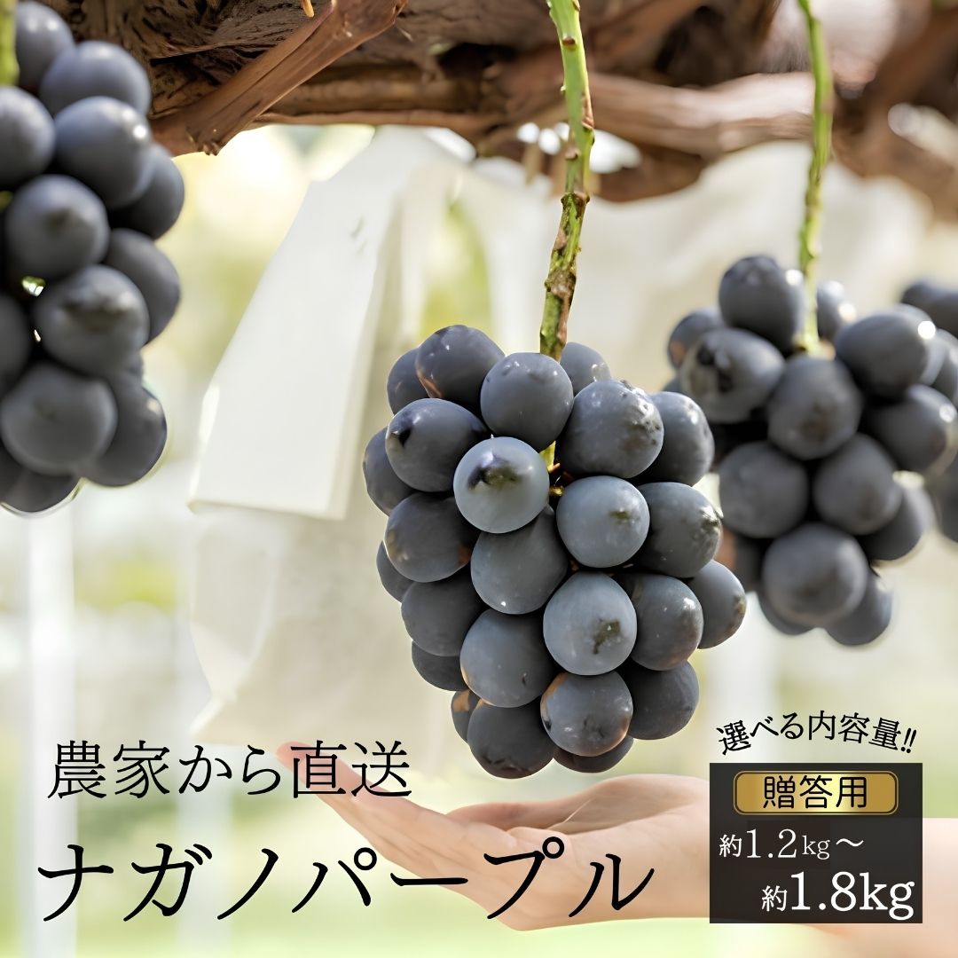 【ふるさと納税】ナガノパープル 贈答 約1.2kg ～ 約1.8kg（種なし・皮ごと）長野県松川町産//ぶどう 果物 フルーツ 贈答 産地直送 KG03 KG04 KG15 KG19