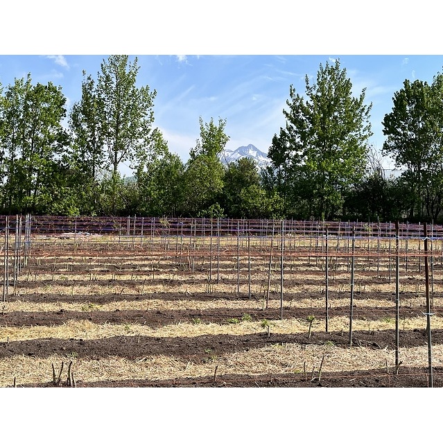 アスパラガス 先行予約 2026年 春アスパラガス 約1kg L～2L 厳選 佐藤農園 アスパラ グリーンアスパラ 野菜 春野菜 春 旬 旬の野菜 朝どれ 産地直送 青森 青森県 鰺ヶ沢町 冷蔵 冷蔵