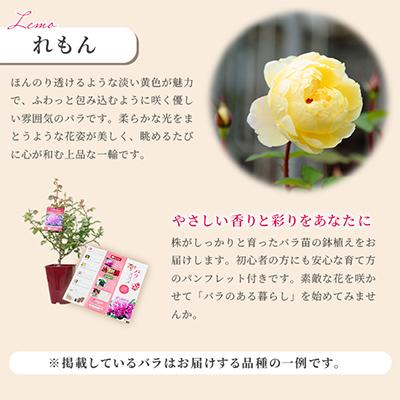 ふるさと納税 枚方市 京阪園芸 バラ 鉢植え (未開花) 2鉢セット |  | 02