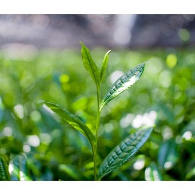 ふるさと納税 城陽市 京抹茶 孫右ヱ門:グリーンティー+三種のお茶飲みくらべセット(煎茶・碾茶・フレーバーティー) |  | 02