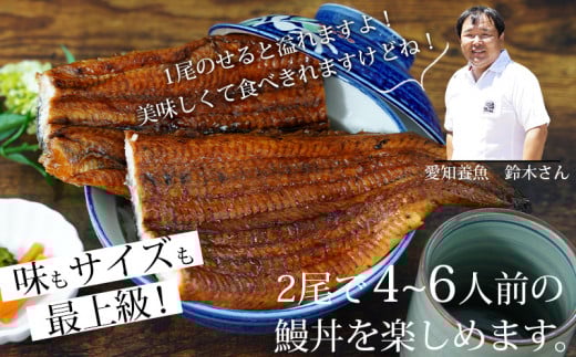国産 うなぎ 三河産【定期便】「超おばけ蒲焼き２尾（合計500ｇ以上）」×6回（隔月1回　1年間）A134-126  うなぎ 本格 鰻 ウナギ 蒲焼 愛知県 西尾市 愛知養魚 惣菜 海鮮