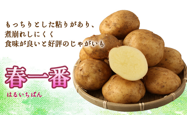 徳之島 天城町産 赤土ばれいしょ 新じゃが 春一番 10kg L～2L 混合サイズ ジャガイモ じゃがいも バレイショ