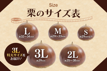 アカツファームの生栗 特大 3Lサイズ 1kg 栗 笠間 栗 くり 生栗 大きい 大粒 茨城 国産 国産栗 和栗 甘栗 栗ご飯 栗きんとん 栗おこわ 甘露煮 マロン 秋 旬 おやつ スイーツ きんとん