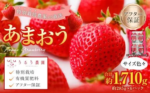 【特別栽培／有機質肥料／アフター保証】うるう農園 あまおう サイズ色々 6パック（約1710g）【2027年1月上旬～1月下旬発送予定】いちご イチゴ 苺 フルーツ 果物