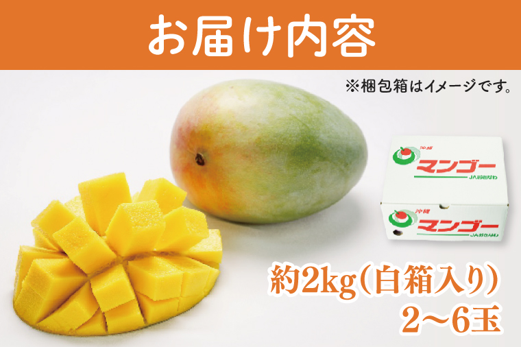 【2026年8月より順次発送】★訳あり★キーツマンゴー 2～6玉(約2kg)【白箱】ご家庭用｜訳あり わけあり 訳アリ キーツマンゴー マンゴー キーツ フルーツ 先行予約 果物 くだもの おきなわマンゴー 家庭用 沖縄県 豊見城市(AE016)