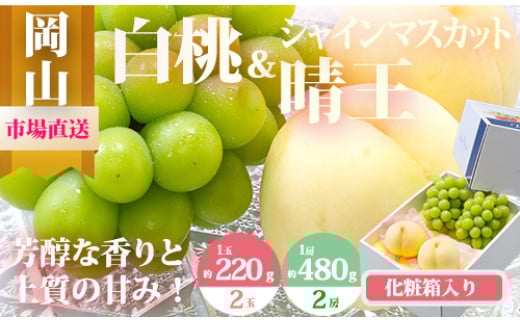 CT-4　【令和7年発送・先行予約】岡山県産　詰合/白桃（1玉220g以上）2玉・シャインマスカット晴王（1房480g以上）2房　化粧箱入り