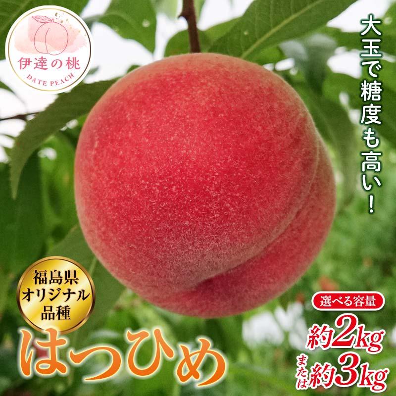 【ふるさと納税】＼選べる容量／【2026年出荷分先行予約】福島県産 はつひめ 約2kg・約3kg 斎藤果樹園 オリジナル品種 伊達の桃 桃 フルーツ 果物 もも モモ momo F20C-371var