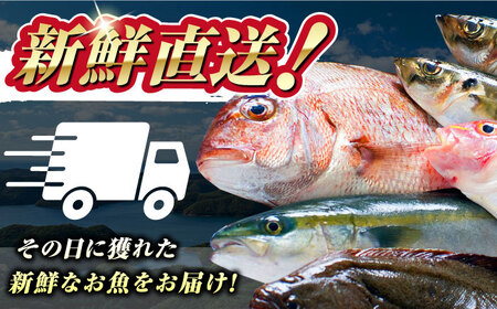 【期間限定！】対馬産 鮮魚 詰め合わせ 5種前後 5.5ｋｇ《対馬市》【対海】新鮮 天然 直送 冷蔵 セット[WAH023]