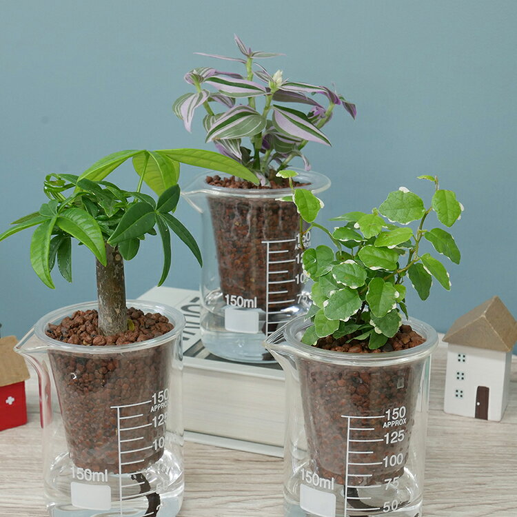 【ふるさと納税】 観葉植物 ウォータリウム ビーカーM ハイドロコーン植え おまかせ 3個 セット [三浦園芸 愛知県 岡崎市 ok23bzw830025] 植物 ガーデン おしゃれ DIY オフィス 室内 インテリア